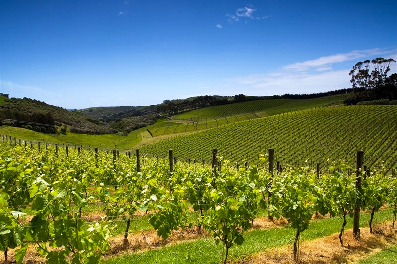 Auckland wine tours