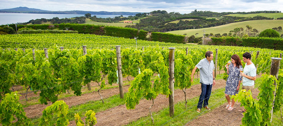Auckland wine regions